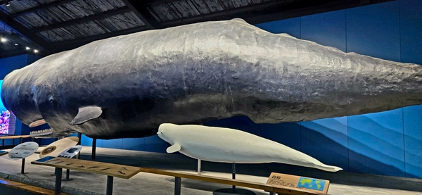 抹香鲸标本