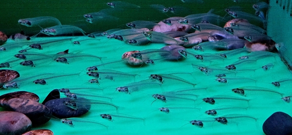 Glass Catfish